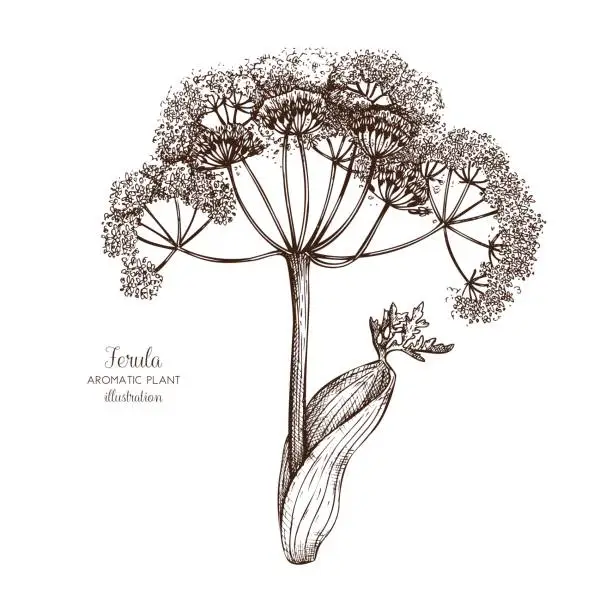 Vector illustration of ferula