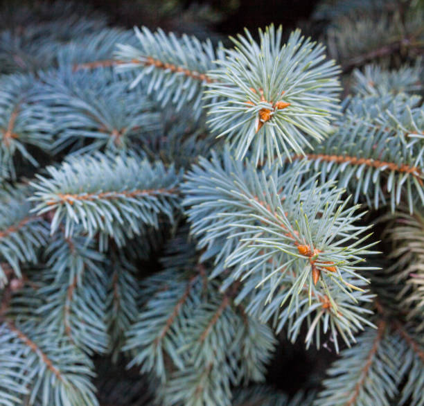Blue spruce branches Evergreen branches of the Colorado blue spruce. picea pungens stock pictures, royalty-free photos & images