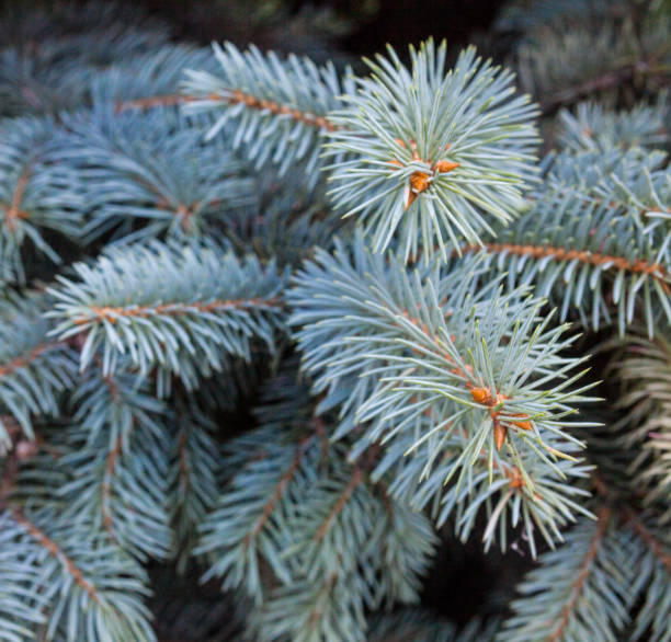 голубые ветви ели - spruce tree colorado blue blue spruce стоковые фото и изображения