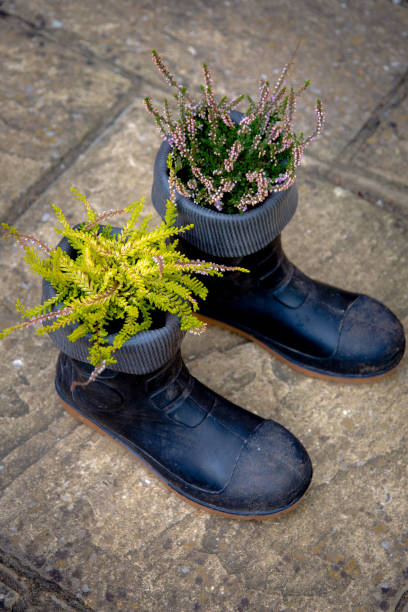 istock Green yellow violet heath growing in black boots 655331144