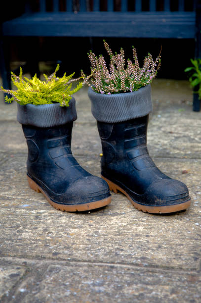 istock Green yellow violet heath growing in black boots 655331146