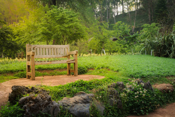 Free Stock Photo of Wooden Bench in Lush Green Forest | Download Free ...