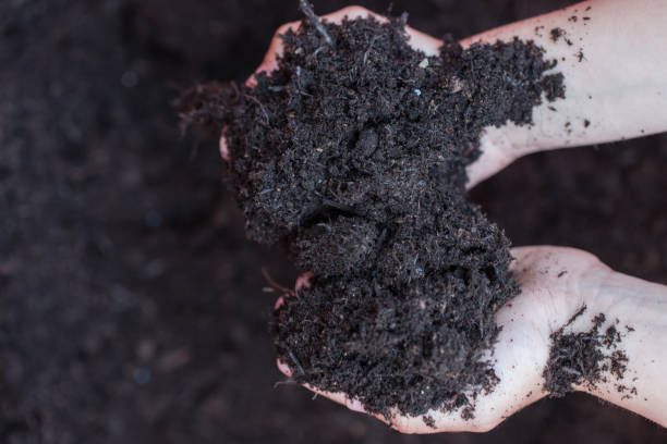 istock Young boy holds soil in hands top view 655331292
