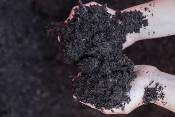 Young boy holds soil in hands top view stock photo