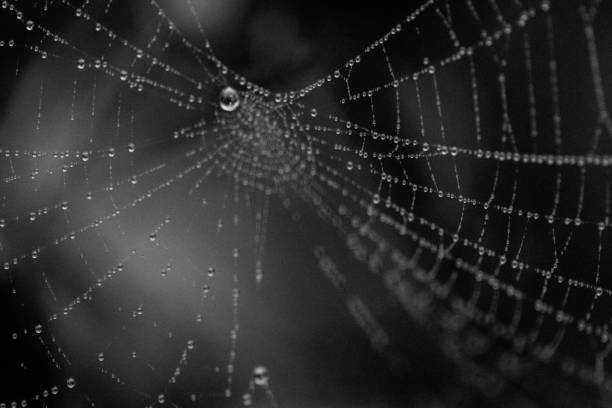 istock Morning fog on extreme macro spider web 655331418