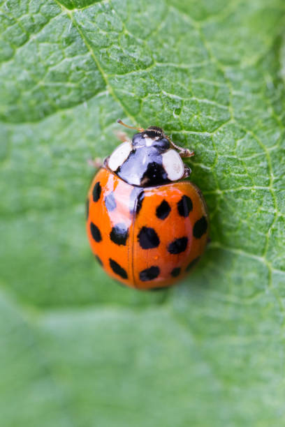 istock Extreme close-up insect shot 655331732