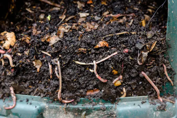 Photo of Eartworms in natural compost in plastic green barrel