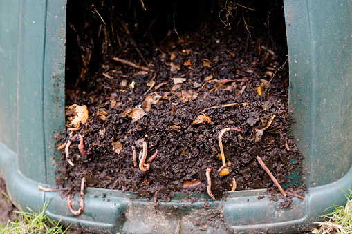 Natural, processed homemade compost in a plastic barrel with visible earthworms and the remains of waste. Horizontal full frame composition
