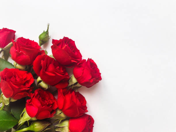 Red rose flowers isolated on white background. Flat lay, top view