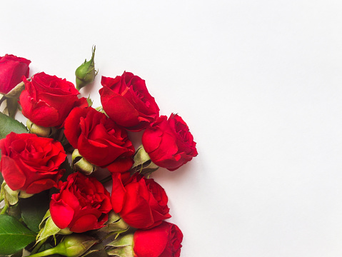 Bunch of small beautiful red rose flowers isolated on white background. Romantic gift concept, for Birthday or any other holiday. Flat lay, top view