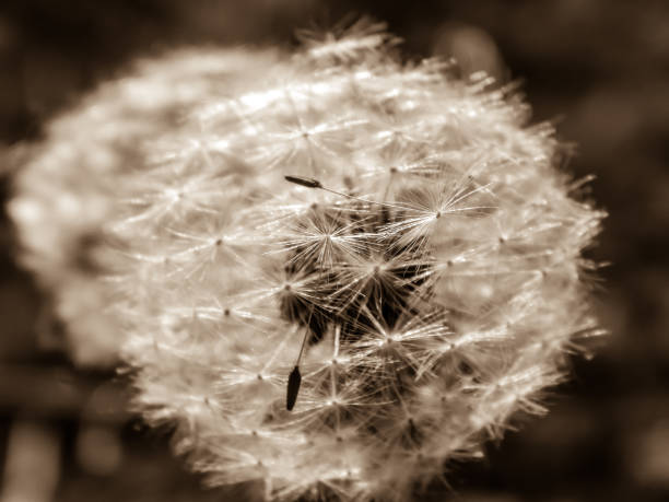 istock dandelion seeds macro photo retro 655335774
