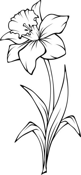 ilustraciones, imágenes clip art, dibujos animados e iconos de stock de flor de narciso. ilustración de arte de línea vectorial. - daffodil