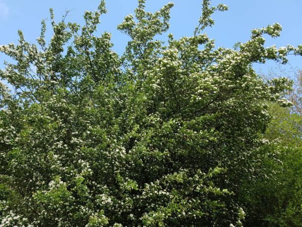 istock Hawthorn; Crataegus laevigata 655341736
