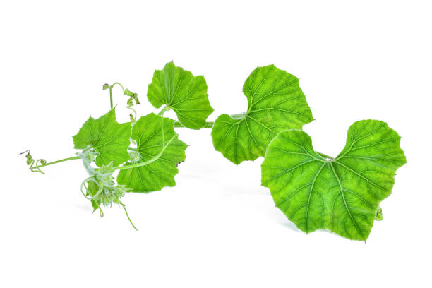istock branch of pumpkin leaf isolated on white background 655344934