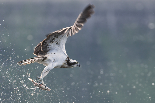 Osprey (Pandion haliaetus)