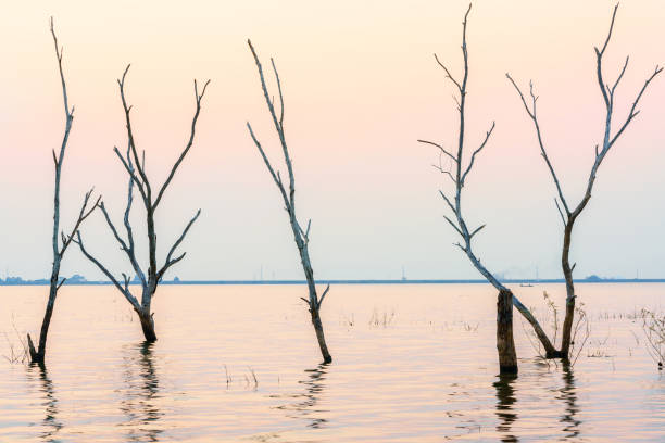 istock Bang Phra reservoir in twilight , Chon Buri , Thailand 655353500