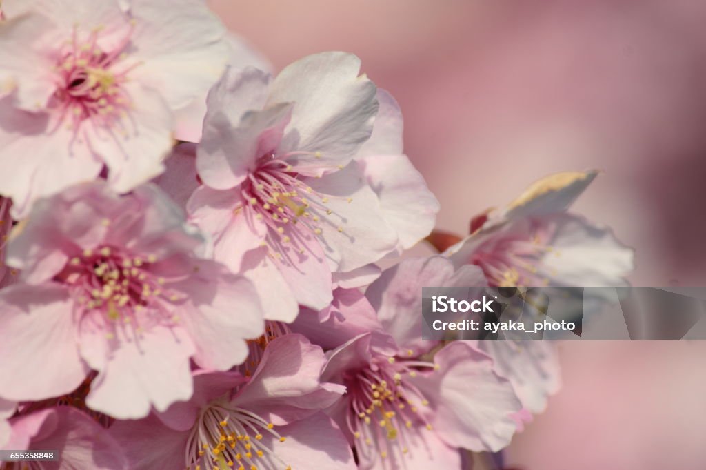 Sakura Backgrounds Stock Photo