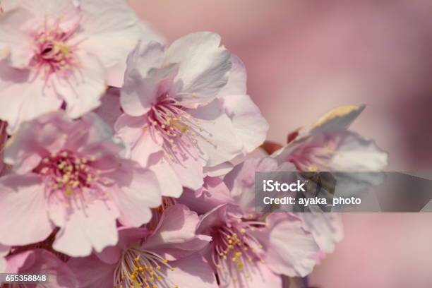 Sakura Stock Photo - Download Image Now - Backgrounds, Beauty, Blue