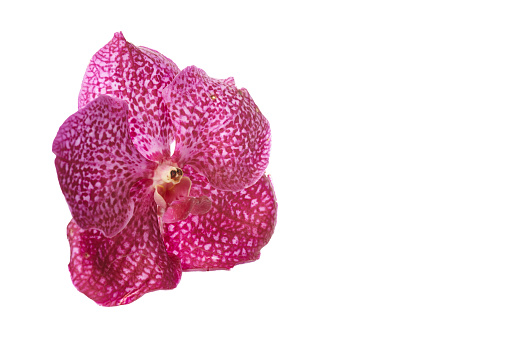 Vanda orchid flower isolated on white background