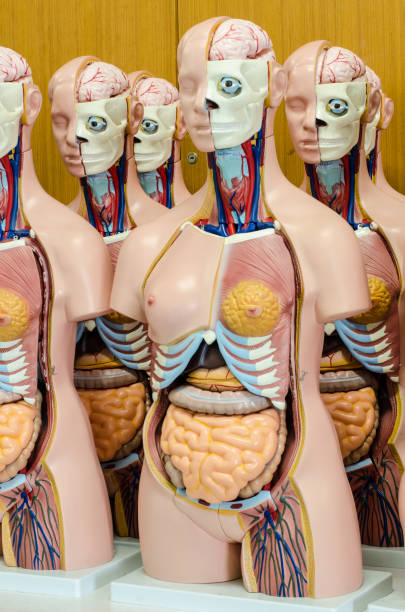 istock Internal and external body human anatomy model 655366784