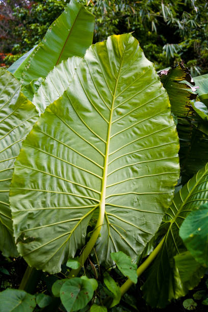 istock A huge leaf of an unusual exotic plant. Phuket. 655366798