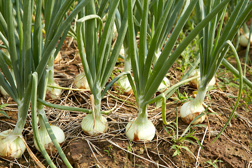 Green onions grow in the garden, closeup