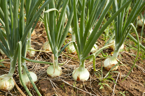 onion plantation in the vegetable garden - scented non urban scene spring dirt imagens e fotografias de stock