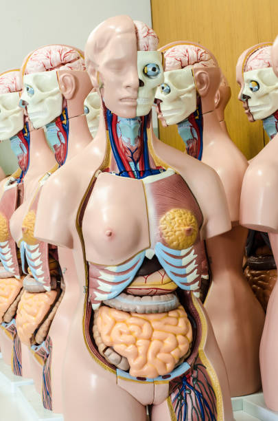 istock Internal and external human body anatomy model 655366956