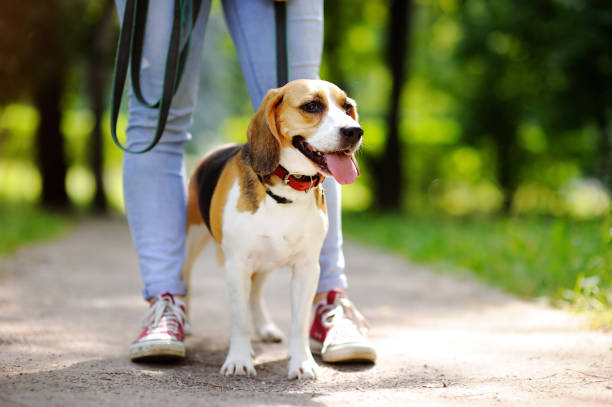 istock Obedient Beagle dog with his owner 655367790