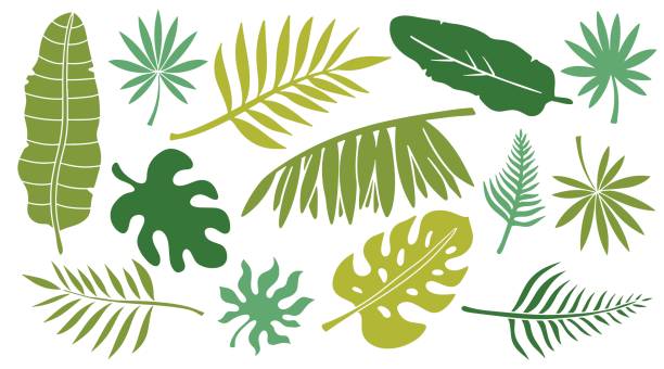 liście zestaw. rośliny tropikalne - egzotyczne drzewo obrazy stock illustrations