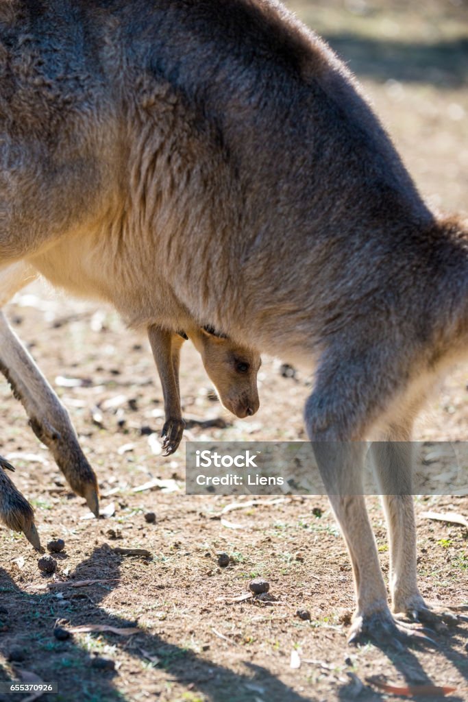 Kangaroos Kangaroos in Phillip Island Wildlife Park Animal Stock Photo