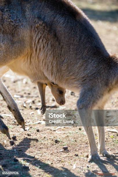 Kangaroos Stock Photo - Download Image Now - Animal, Animal Wildlife, Australia