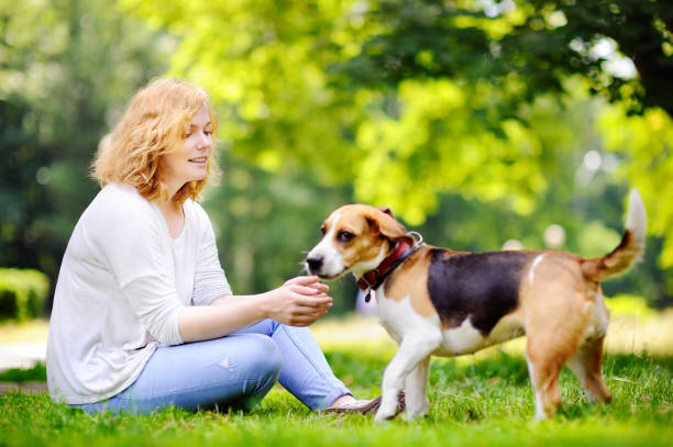 młoda piękna kobieta bawi się psem beagle - action dog outdoors animal trainer zdjęcia i obrazy z banku zdjęć