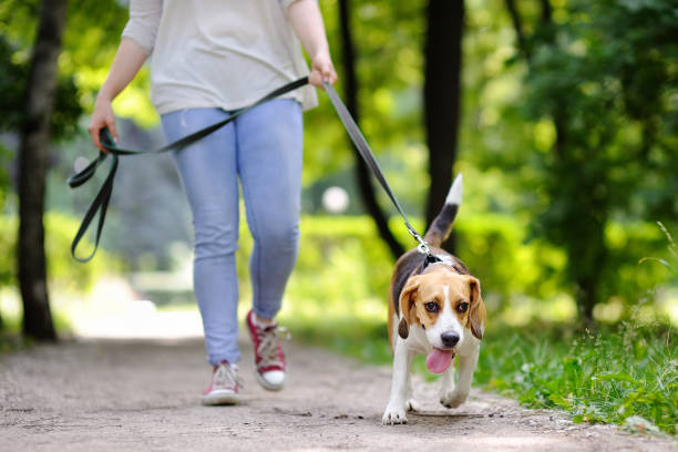 istock Loving female owner with her domestic pet 655371284