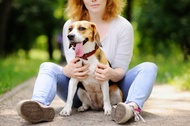 istock Young beautiful woman with Beagle dog 655371530