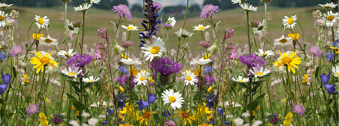 Flower meadow; wildflowers