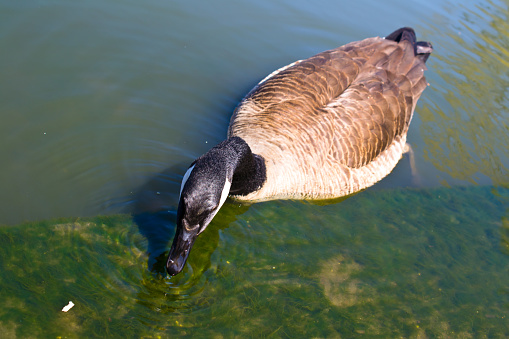 Duck in a pond of the central park in the spring, New York.