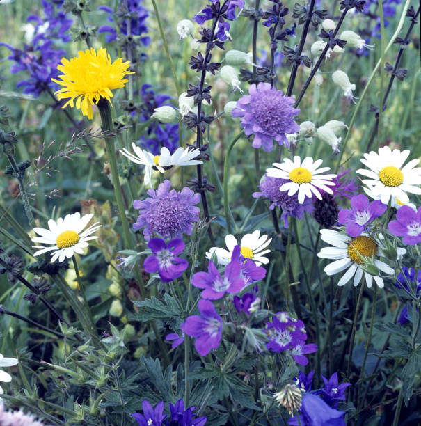 istock Flower meadow; wildflowers 655376936