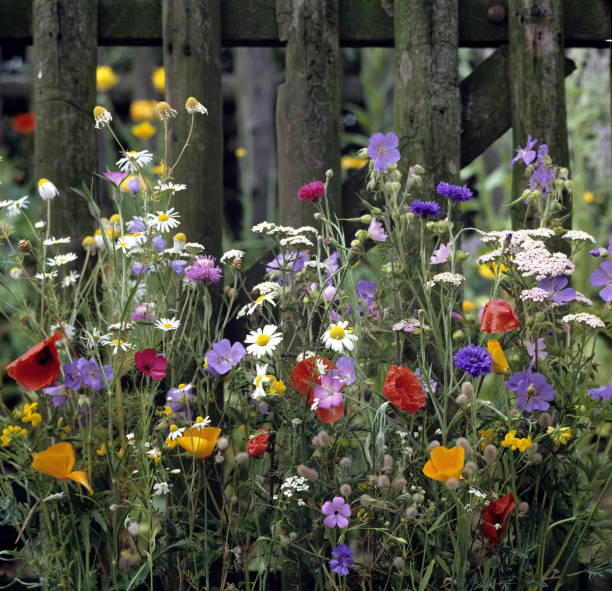 istock Flower meadow; wildflowers 655377462