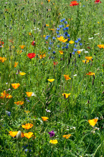 istock Flower meadow; wildflowers 655377812