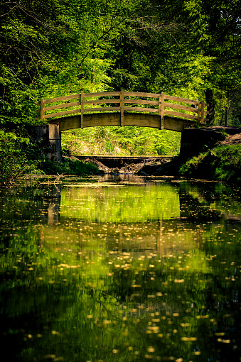 Small bridge in forest over cascade in green tones