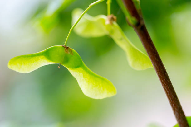 sementes de hortaliças maple ligadas ao ramo de árvore - leaf tree maple leaf green - fotografias e filmes do acervo