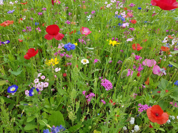 istock Wildflower meadow, flower meadow, wildflowers 655380920