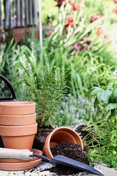 ポッティング土壌とポット - oregano herb garden herb gardens ストックフォトと画像