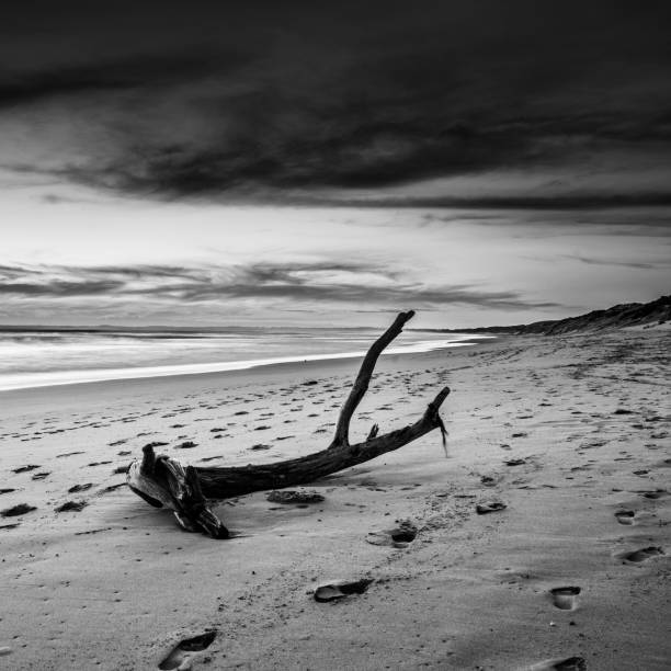 istock Phillip Island, Victoria, Australia 655391486