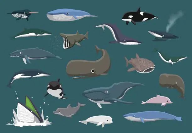 Vector illustration of Various Whales Set Cartoon Vector Illustration