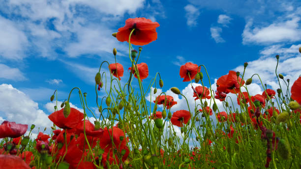istock Poppyfield - Poppy and blue sky 655397226