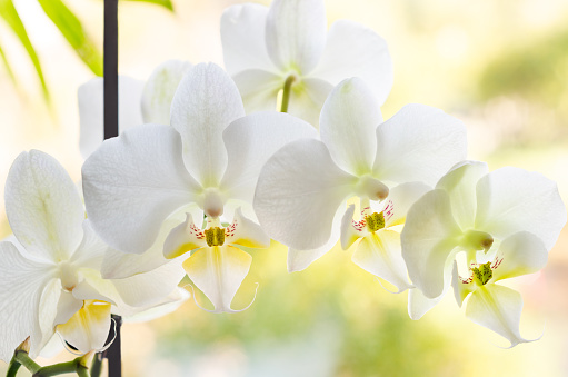 branch of white orchid flower
