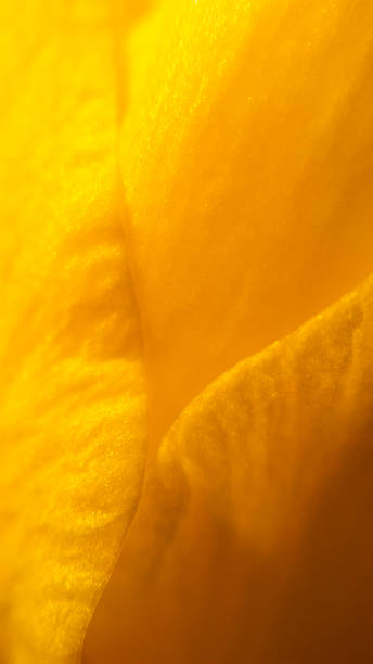 istock extreme close up of daffodil blossom  - defocused 655398258