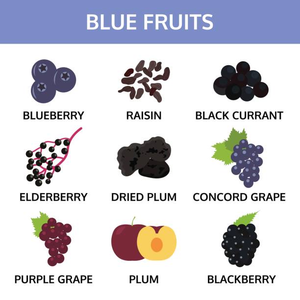 синие фрукты сбора информации графический, пищевой вектор иллюстрации - raisin stock illustrations
